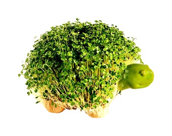 Turtle Planter Pottery Ceramic Grow Your Own Pet Tortoise Gift under 30 price Green Arugula Grass Kid's Present Educational Fun gag gift new
