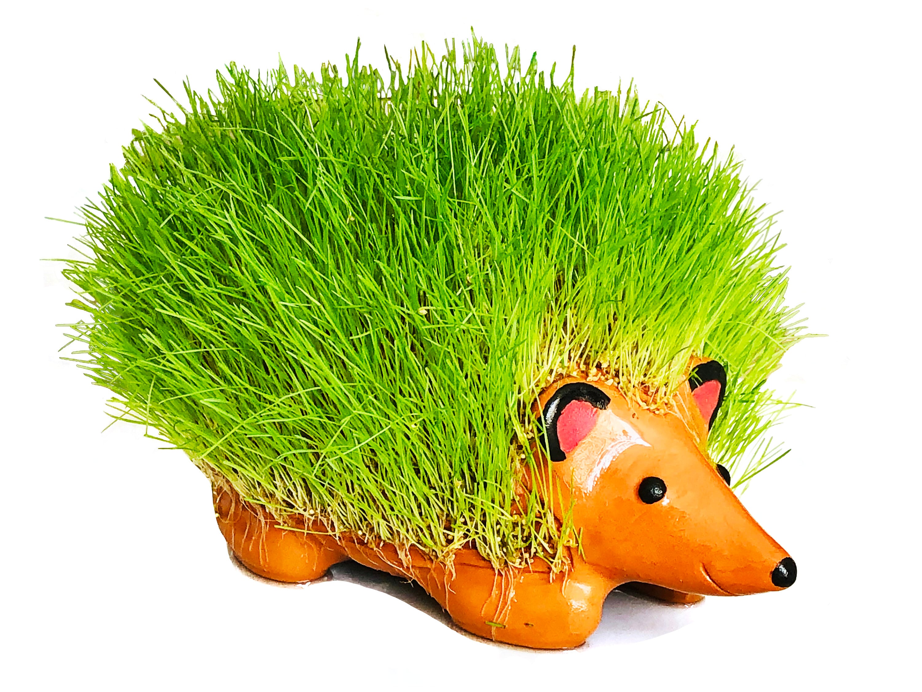 Are Chia Pets Safe For Dogs