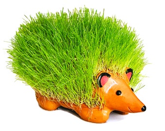 custom chia pet
