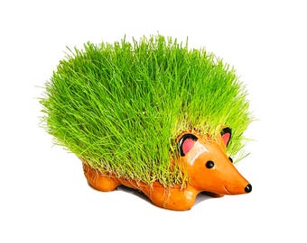 Hedgehog Planter Ceramic Handmade Cute Pottery Grow with different seeds Grass Arugula Chia Gift Idea Green Animal Bestseller Kid's Pet