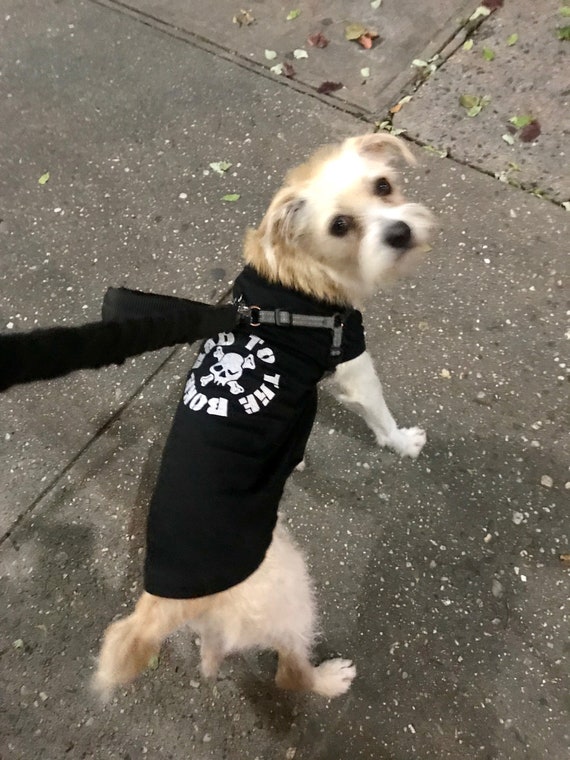 Punk rock dog clothes discount