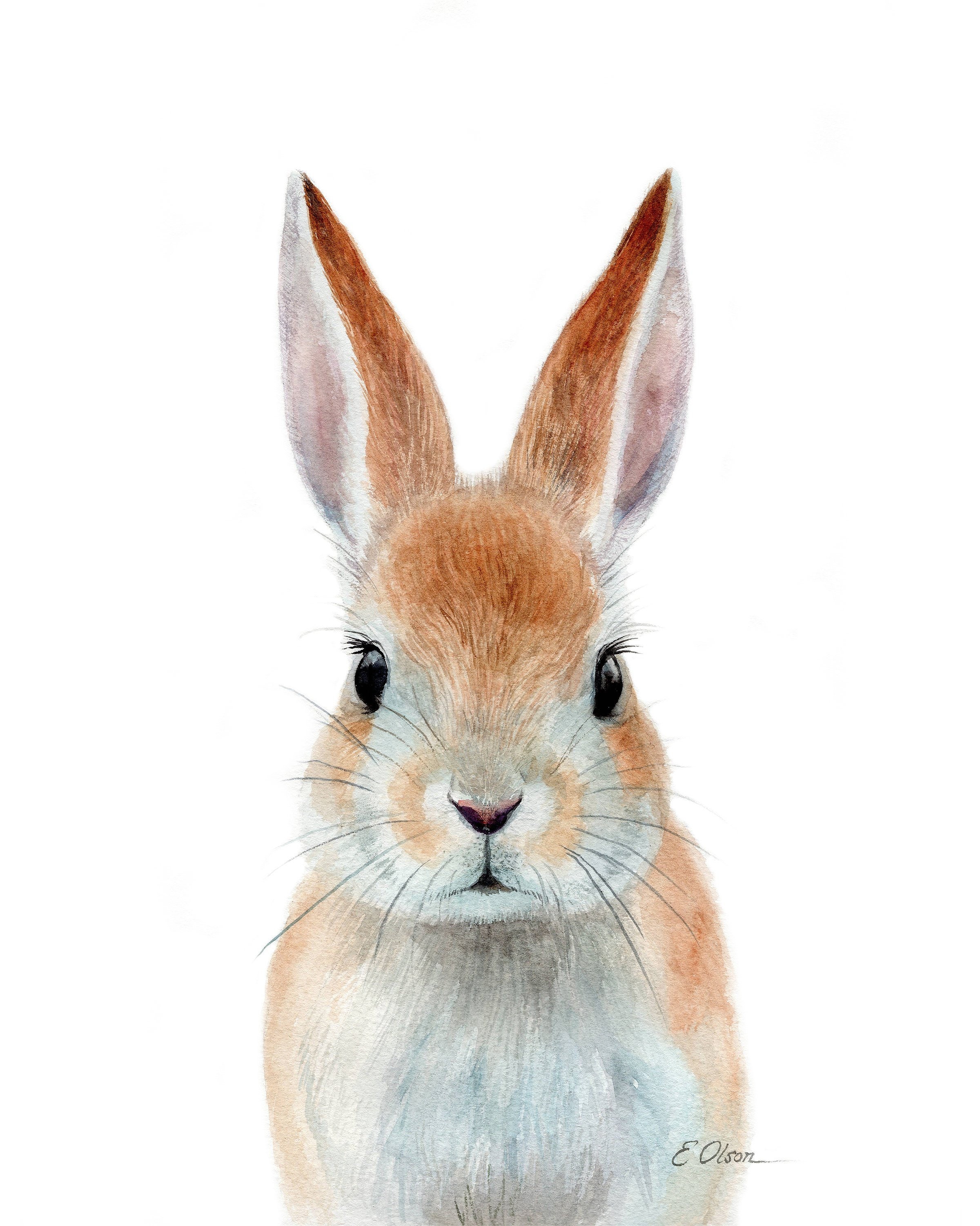 Портрет зайчика. Рыжий заяц. Заяц акварель. Кролик рисунок. Портрет зайца.