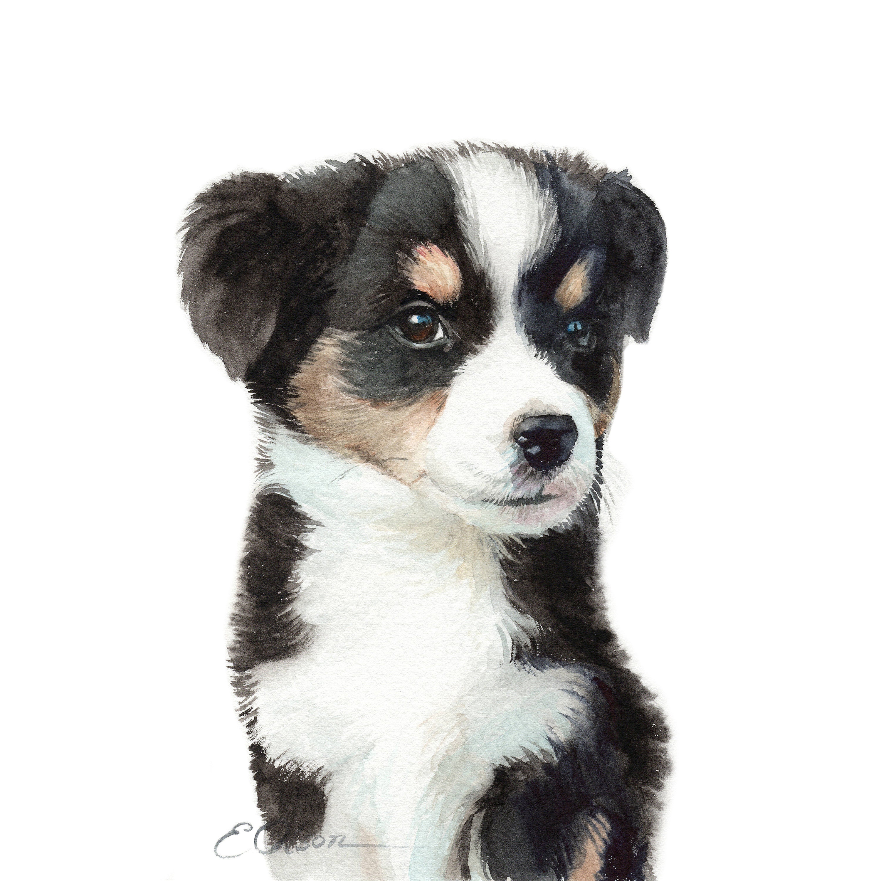 Watercolor Mini Australian Shepherd Mini Puppy Fine - Etsy