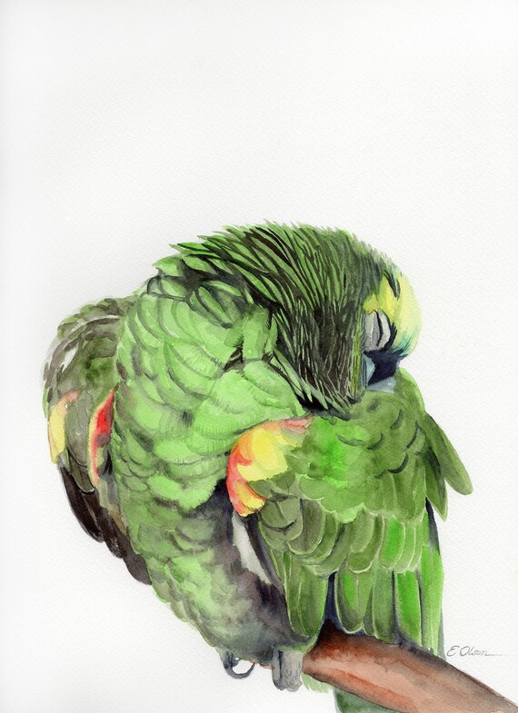 green parrot bird