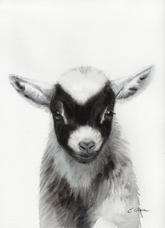 Featured image of post Baby Goat Black And White Drawing