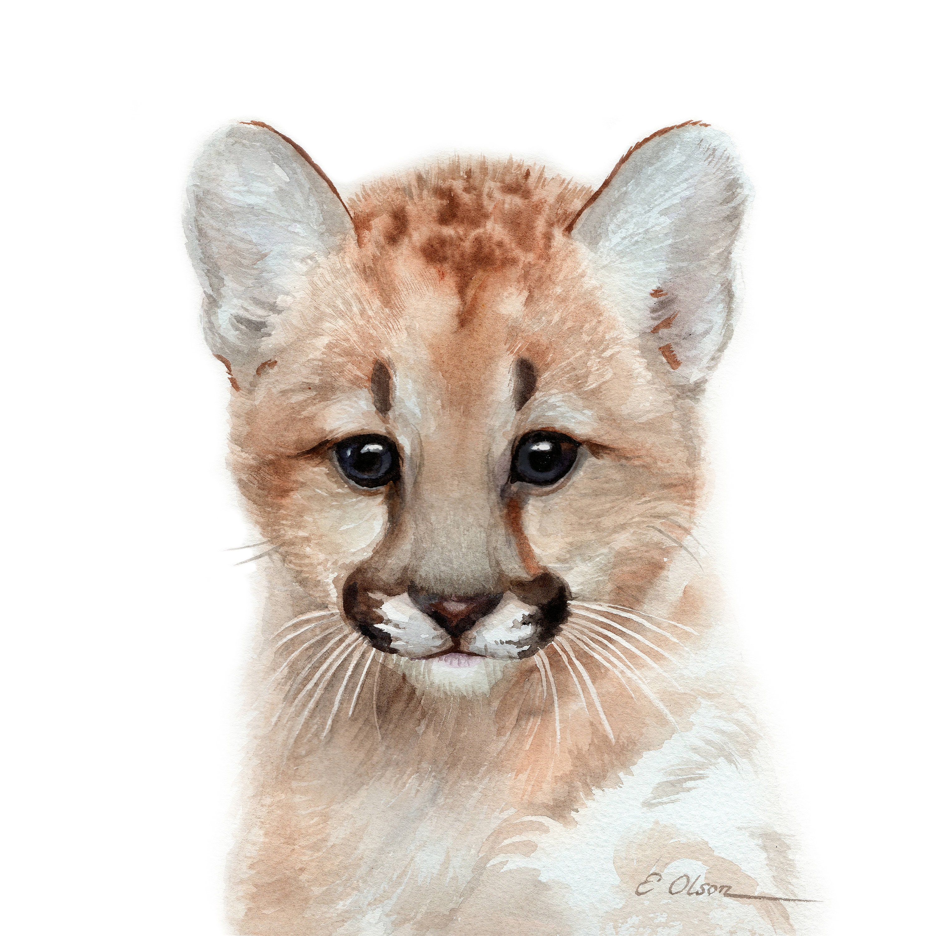 Baby Mountain Lion Art Puma Art Prints Baby - Etsy