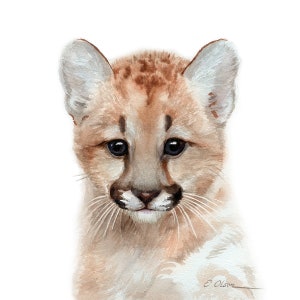Baby Mountain Lion Art Gifts Watercolor Puma Art Prints Baby Etsy Baby Mountain Lion Art Gifts Watercolor Puma Art Prints Baby Etsy