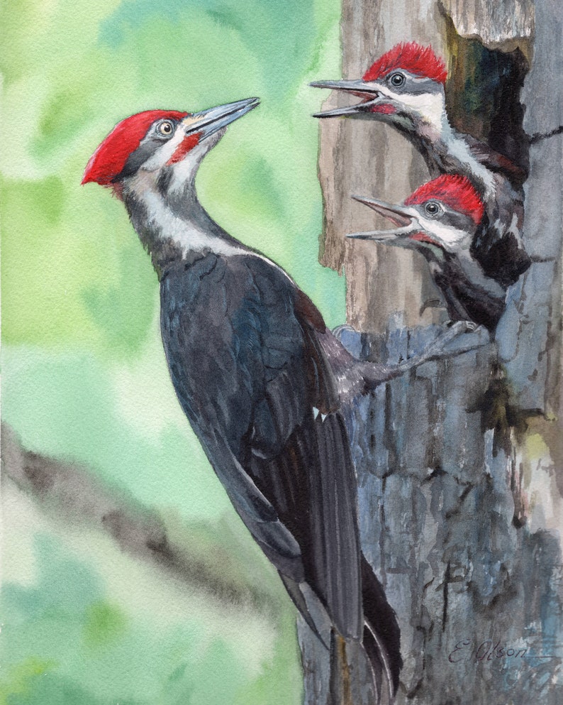 WATERCOLOR birds Art gift Mom and baby birds Pileated Etsy