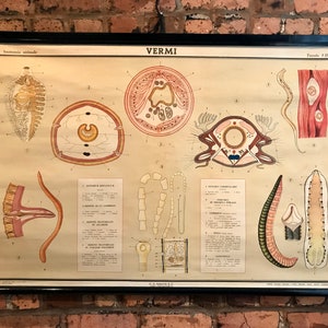 May include: Vintage educational chart titled "VERMI" with illustrations of various worms and their anatomy. The chart is printed on a beige paper with black text and colorful illustrations. The chart is rolled up and hanging on a wall.