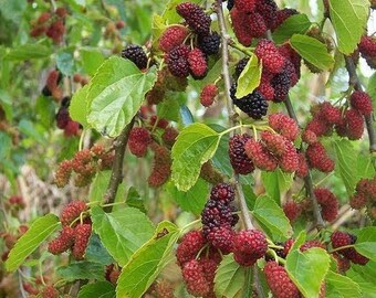 2 live Red Mulberry Trees native sweet fruit fast growers 1-2 ft tall now