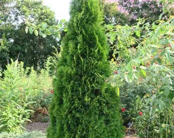 4 Eastern red cedar trees Christmas evergreen trees hedge shrub 1-2 ft tall now free shipping