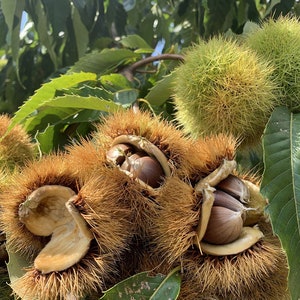 May include: Close-up of several brown chestnut burrs with spiky, prickly husks. Some of the burrs are open, revealing the smooth, brown chestnuts inside.