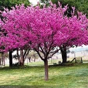 1 Live eastern REDBUD tree pink and Purple Heart shaped spring blooms ready to plant now !