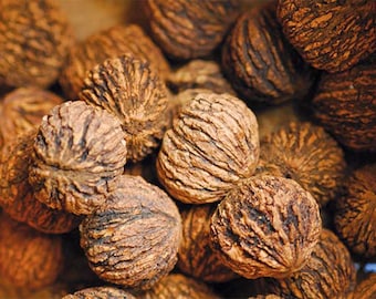 Two lbs Fresh Indiana Black Walnuts in Shell, 2025 Harvest