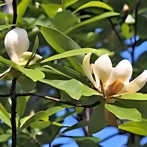 May include: Close-up of a magnolia tree branch with two white and yellow flowers in full bloom. The flowers are surrounded by large, green leaves. The background is a bright blue sky.