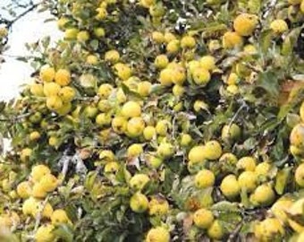 2 yellow delicious apple trees 2ft tall live apple trees