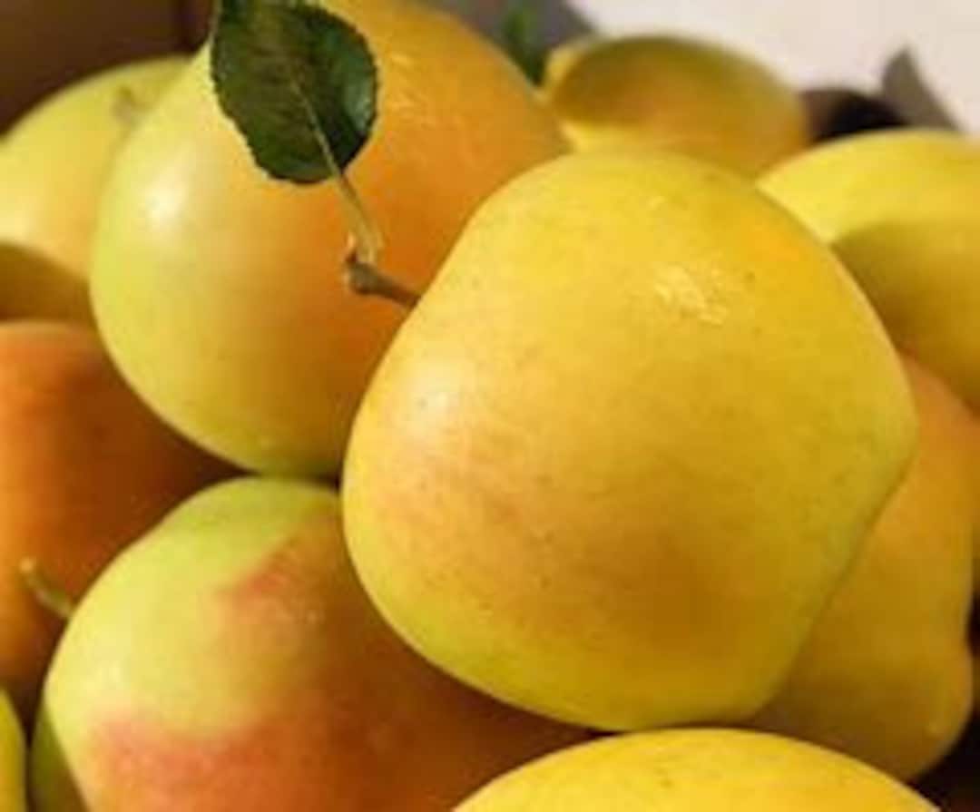 Shipping Now 2 LIVE Yellow Golden Delicious Apple Trees 23 Ft Tall Now