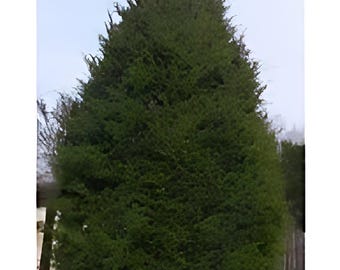 Red Cedar branches 10 12 inches