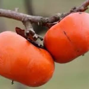 May include: Two ripe orange persimmons hanging from a branch. The persimmons are oval-shaped and have a smooth, glossy skin.