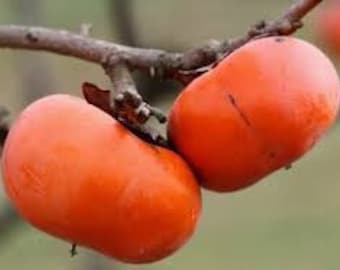 2 LIVE American persimmon trees 2ft tall now ready to plant hard to find tree variety