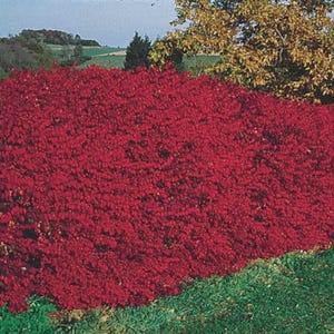 Burning Bush – 2 Live Shrubs • Bare Root • Brilliant Red Fall Color