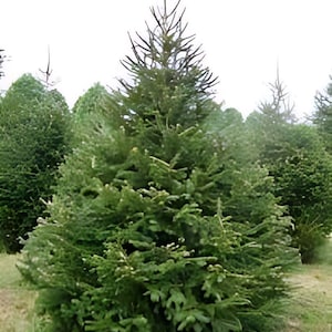 May include: A close-up of a green Christmas tree with a brown trunk. The tree is in a field with other trees in the background.