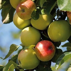 May include: A cluster of apples on a tree branch. The apples vary in color from green to red, with some showing a mix of both. The leaves are a vibrant green, and the background is blurred, suggesting a sunny day.