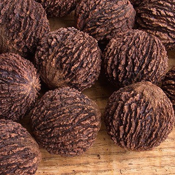 Black Walnut Shells Etsy