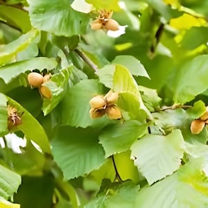 May include: Close-up of a hazelnut tree branch with green leaves and several clusters of ripe hazelnuts.