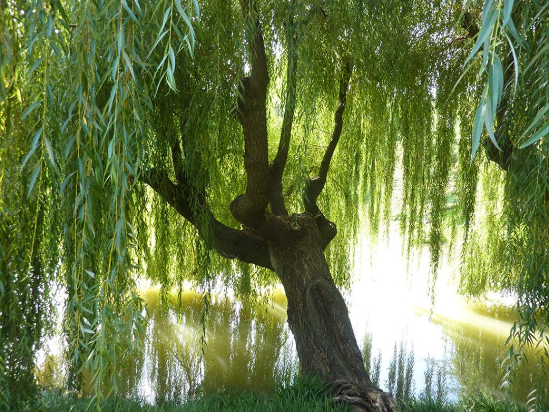 ONE Live Weeping Willow Trees 2-4 Ft Tall Now Cascading Beauty - Etsy