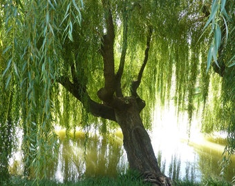 TWO live Weeping willow trees 2-4  ft tall now cascading beauty ornamental tree loves water fast grower