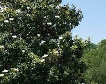 Southern magnolia tree 2ft now, live tree beautiful flowering evergreen