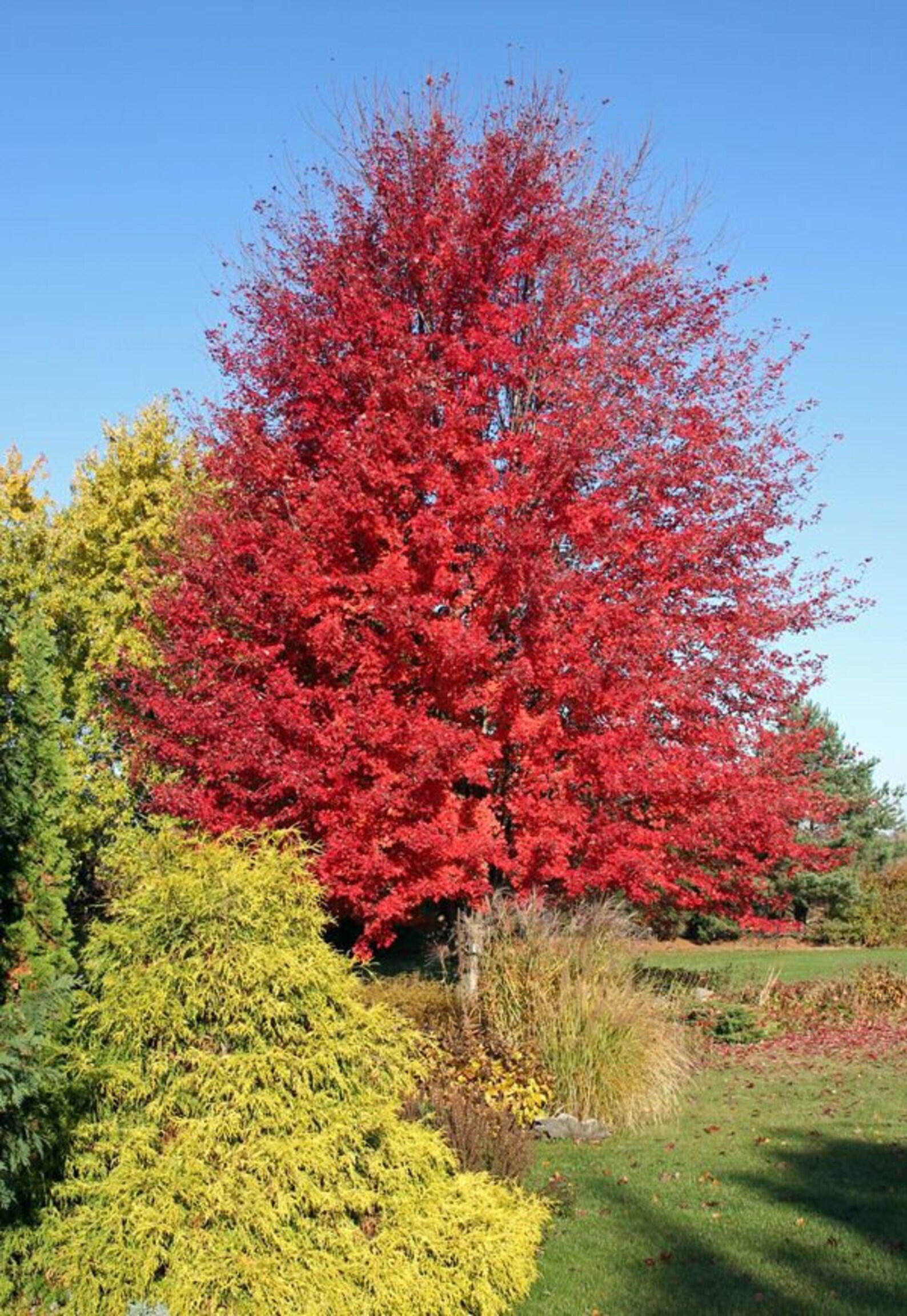 Shipping Now 4 Red Maple Tree Live Trees Saplings 1 to 2 Ft Etsy