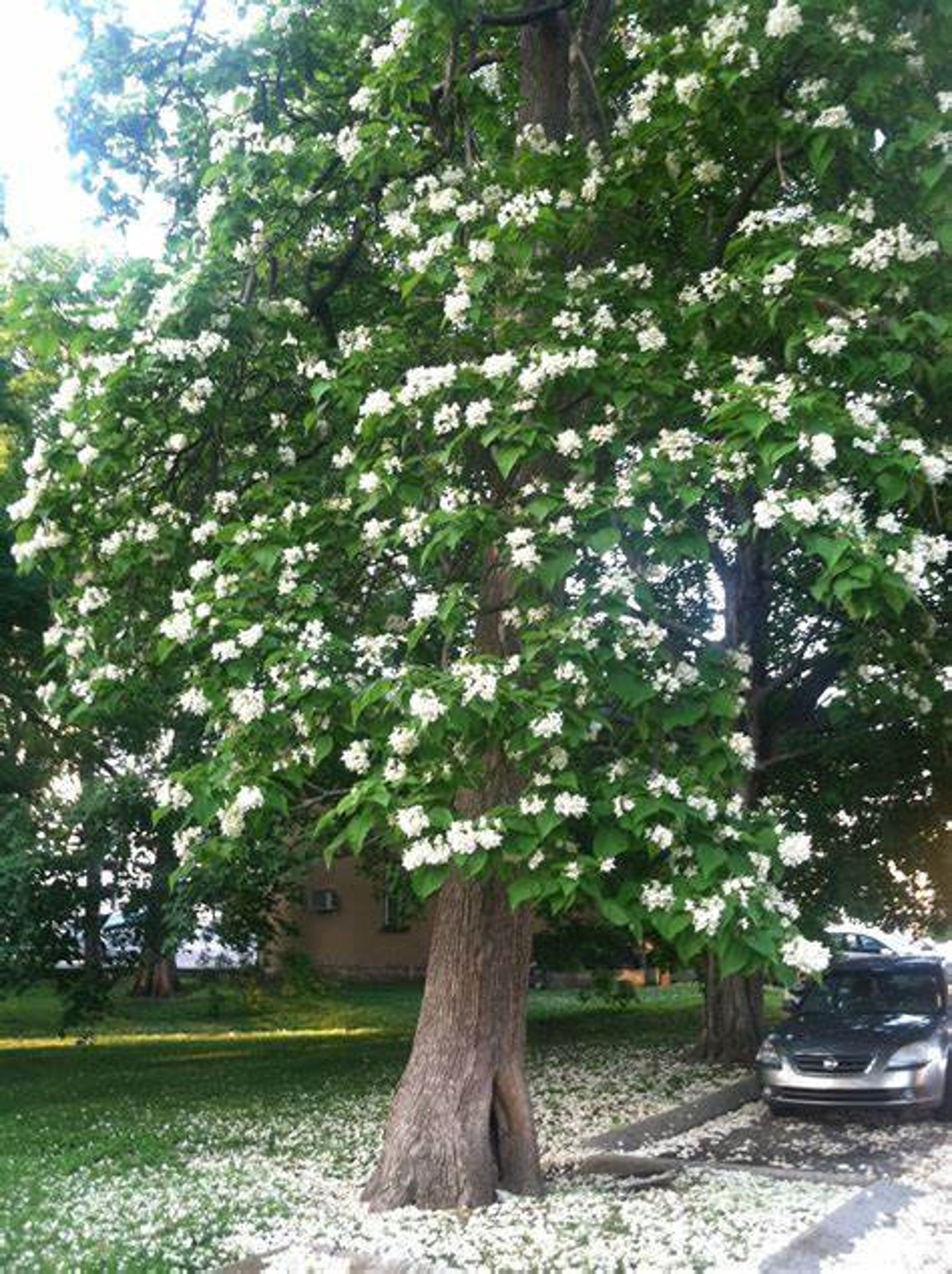 2 LIVE Catalpa Catawba Trees 1-2ft Tall Now Ready to Plant Fast Growers ...