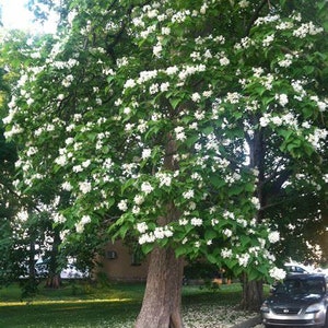 4 LIVE catalpa Catawba trees 1-2ft tall now ready to plant fast growers' large heart shaped leaves free shipping