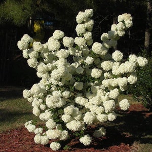 4 Beautiful Japanese Snowball bushes 2 ft tall now huge fragrant blooms