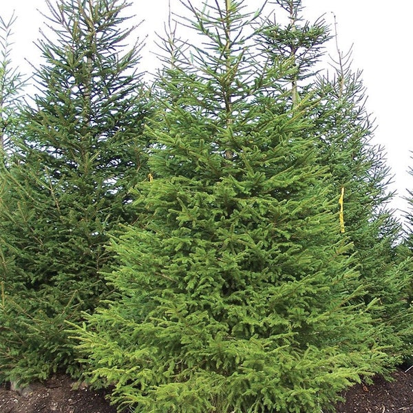 4 live Norway Spruce Trees Live Trees 1 to 2 ft tall border hedge evergreen CHRISTMAS trees FREE shipping