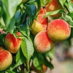2 live Contender Peach Trees 2 ft tall now cold hardy variety yellow freestone peaches Free shipping