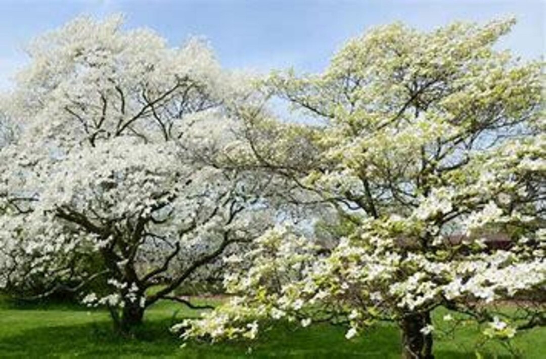 2 LIVE Catalpa Catawba Trees 1-2ft Tall Now Ready to Plant Fast Growers ...