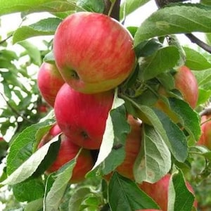 May include: A cluster of ripe red apples with green leaves on a tree branch. The apples have a mix of red and yellow hues, suggesting they are ready for harvest. The leaves are a vibrant green, contrasting with the red fruit.