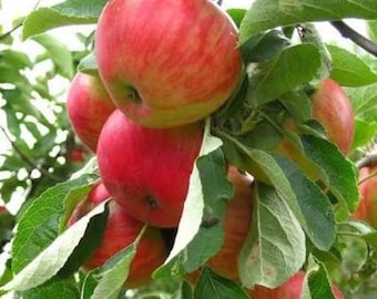 Gala Apple Trees – Set of 2 • 2 Ft Tall • Bare Root • Sweet Early Apples