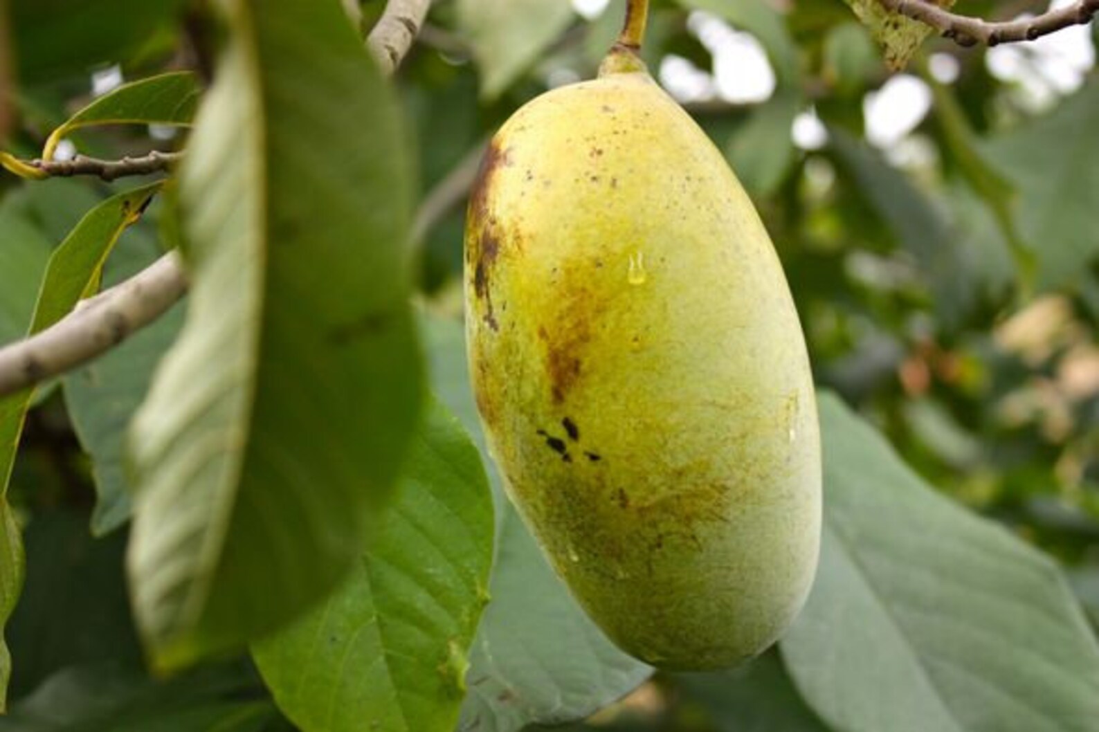 Paw Paw Tree Live plant 23ft Etsy