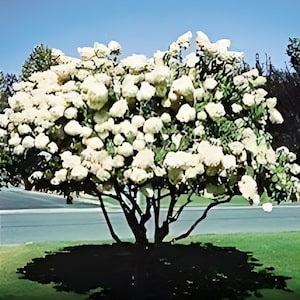 May include: A vibrant image of a flowering shrub with abundant white blooms. The shrub's dark trunk and branches contrast with the bright flowers and green foliage. The shrub is planted in a bed of dark mulch, with a green lawn and a blue sky in the background.