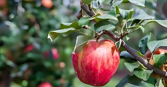 1 Honey crisp apple trees 2-3 ft tall now semi dwarf easy to grow