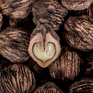 May include: A close-up of a pile of dark brown, textured nutshells. One of the nutshells is cracked open, revealing a light brown heart-shaped seed inside.