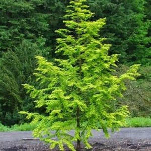 May include: A vibrant green tree with a conical shape, set against a backdrop of darker green foliage. The tree's bright green leaves create a striking contrast. The image captures a natural outdoor scene, showcasing the tree's fresh, lively appearance.