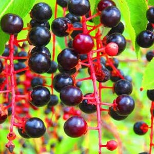 May include: Close-up of a cluster of dark purple berries with a glossy sheen, interspersed with a few red berries. The berries hang from thin, red stems, with bright green leaves in the background. The image showcases a natural, organic theme.