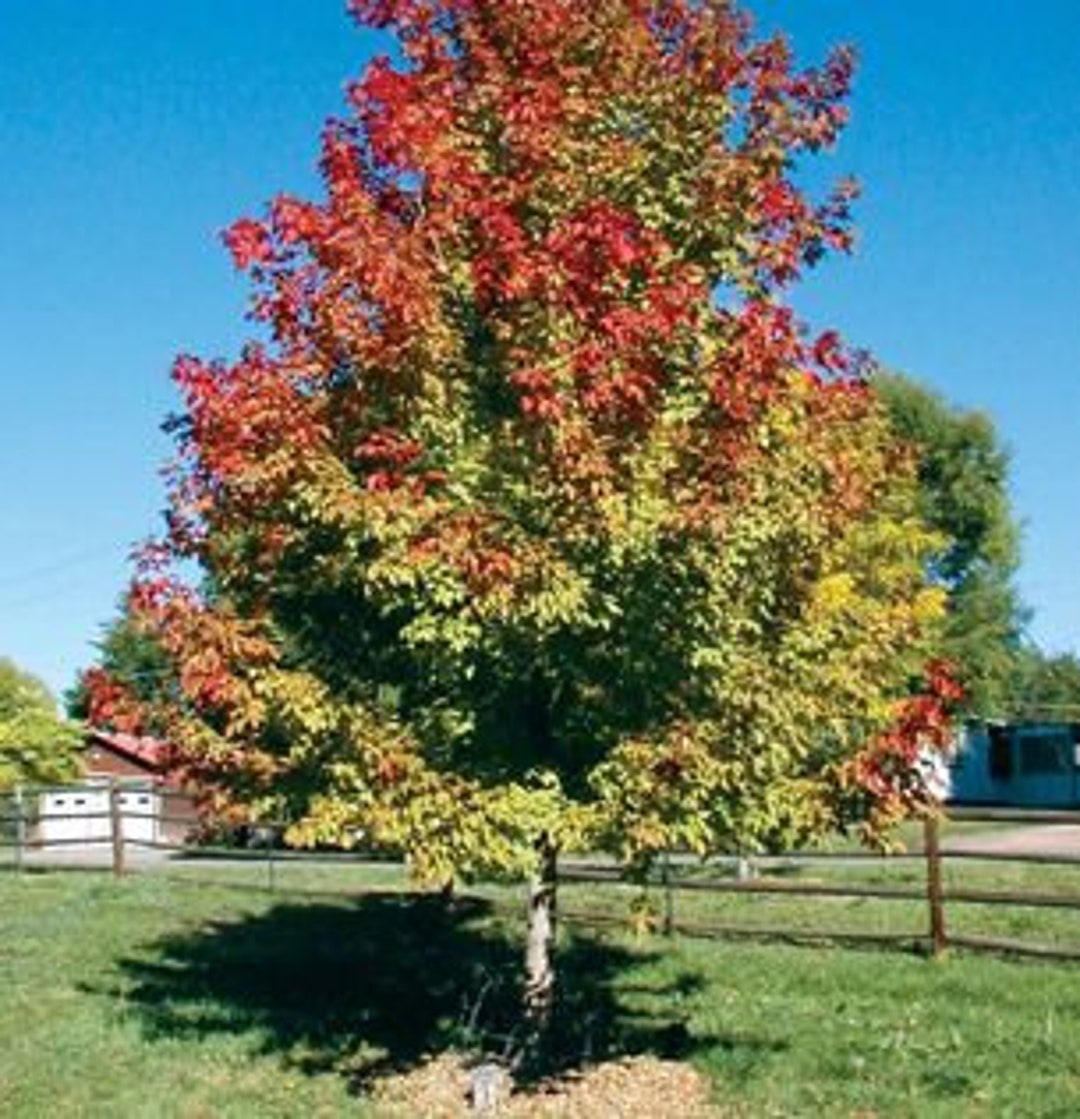 2 LIVE Box Elder Trees Beautiful Shade Trees 23ft Tall Fall Color FREE