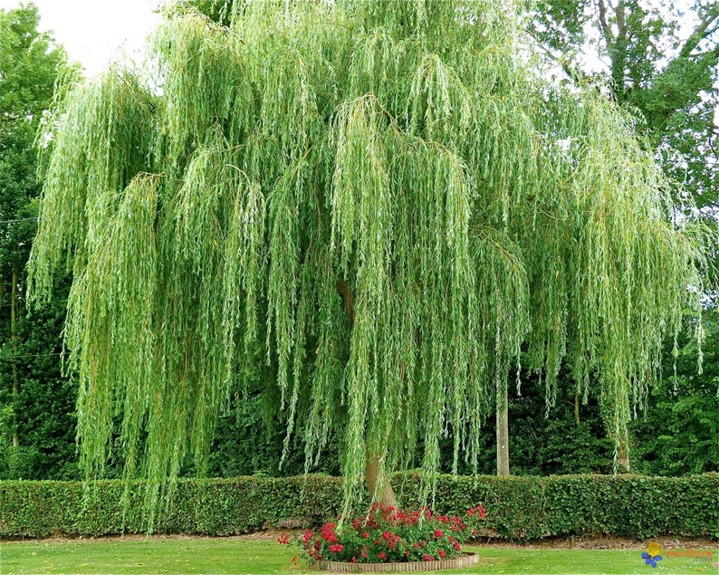 10 weeping willow tree cuttings Etsy