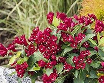 Two nice red weigelia shrubs, Blooms live trees